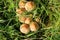 Woodland mushroom group close up