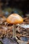 Woodland Mushroom with Leaves and Bokeh Background