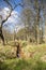 Woodland near Fraserburgh, Aberdeenshire, Scotland, UK