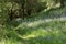 Woodland path with bluebell flowers, Hyacinthoides non-scripta, blooming in the spring sunshine