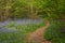 Woodland path through bluebells