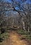 Woodland Path in Winter