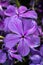 Woodland Phlox