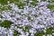 Woodland Phlox Blooming in Summer