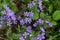 Woodland Phlox Wildflowers