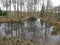 Woodland Pond