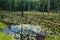 Woodland Pond Dead Trees