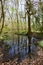Woodland pond in spring