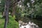 Woodland reflections in Kennett River, Great Ocean Road, Australia