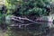 Woodland reflections in Kennett River, Great Ocean Road, Australia