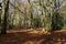 Woodland Ride in Autumn with Beech Trees