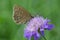 Woodland Ringlet butterfly on a widow flower