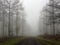 Woodland road leading through trees in the fog