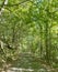 Woodland at RSPB Minsmere