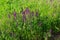 Woodland sage or Balkan clary Salvia nemorosa on green meadow