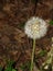 Woodland Scene of a Dandelion Gone to Seeds