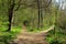 A woodland scene showing a footpath through the trees