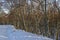 Woodland of Silver Birch Trees beside the Snow covered track to Loch Lee in the Cairngorms.