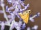 Woodland Skipper Butterfly on Russian Sage