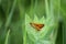 Woodland skipper butterfly on swamp milkweed closeup view