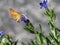 Woodland Skipper on Lithodora