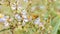 Woodland Skipper Ochlodes sylvanoides Gathering Pollen