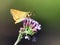 Woodland Skipper Ochlodes sylvanoides on Tall Verbena