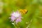 Woodland Skipper on a Spear Thistle, Side View