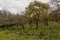 Woodland slope with lots of wildflowers including cyclamens, anemones and asphodels in northern Israel.