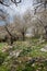 Woodland slope with lots of wildflowers including cyclamens, anemones and asphodels in northern Israel.