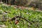 Woodland slope with lots of wildflowers including cyclamens, anemones and asphodels in northern Israel