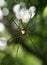 Woodland Spider