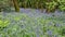 Woodland of spring bluebell flowers