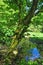 Woodland spring scene with vibrant green trees overhanging a calm blue pond and vibrant green foliage in bright sunlight