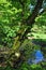 Woodland spring scene with vibrant green trees overhanging a calm blue pond and vibrant green foliage in bright sunlight