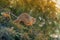 Woodland Squirrel on Evergreen Branch