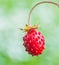 Woodland strawberry Fragaria vesca bright red fruit