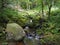 Woodland stream in hillside pennine forest with mossy rocks