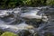 Woodland stream in northwest Scotland