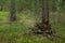 Woodland. Stump by surrounded by trees and grass