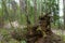 Woodland. Stump by surrounded by trees and grass