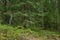 Woodland. Stump by surrounded by trees and grass