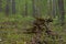 Woodland. Stump by surrounded by trees and grass