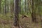 Woodland. Stump by surrounded by trees and grass