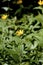 Woodland Sunflower   604864
