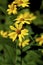 Woodland Sunflower   604865