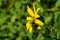 Woodland Sunflower and Bee