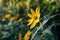 Woodland sunflower in bloom  during a Minnesota summer