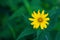 Woodland Sunflower, Helianthus divaricatus