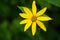 Woodland Sunflower, Helianthus divaricatus